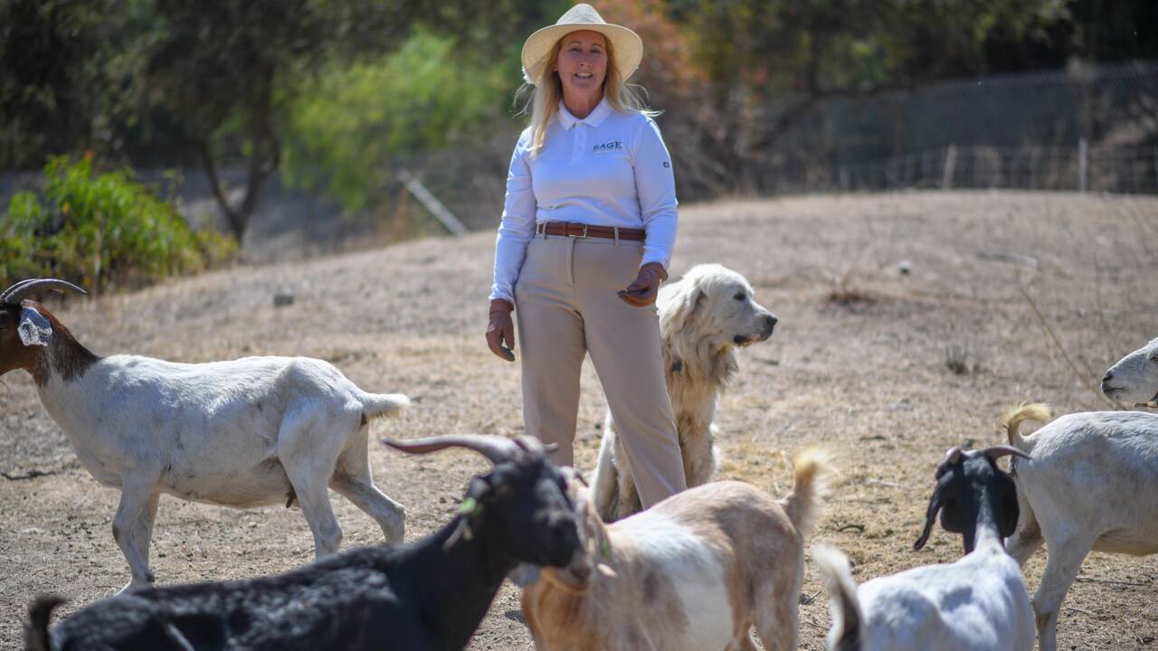 Des chèvres, improbables alliées des pompiers en Californie