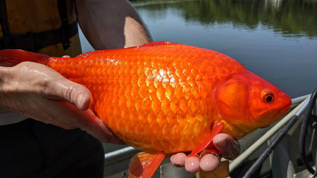 Des poissons rouges relâchés par des particuliers font des ravages dans les lacs du Minnesota