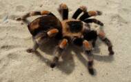 The tarantula, a surprising giant spider
