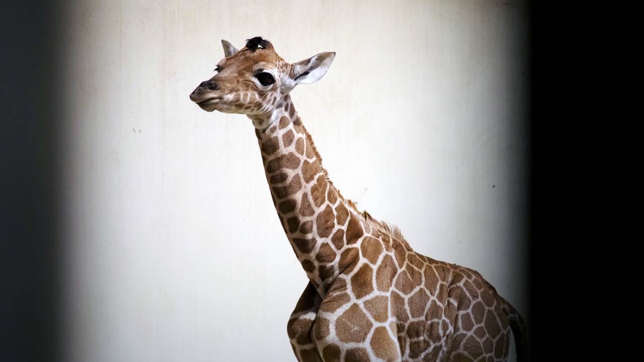 Naissance d'un girafon au zoo de Beauval
