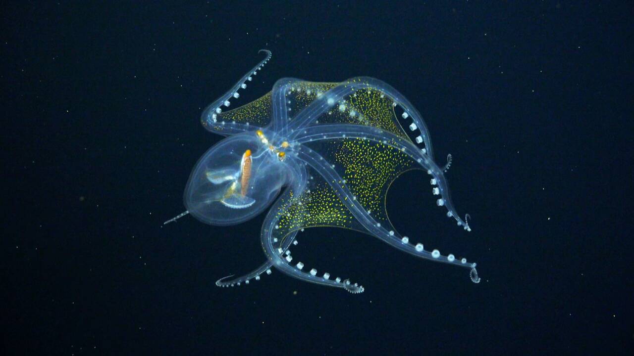 Une rare "pieuvre de verre" filmée dans les profondeurs du Pacifique