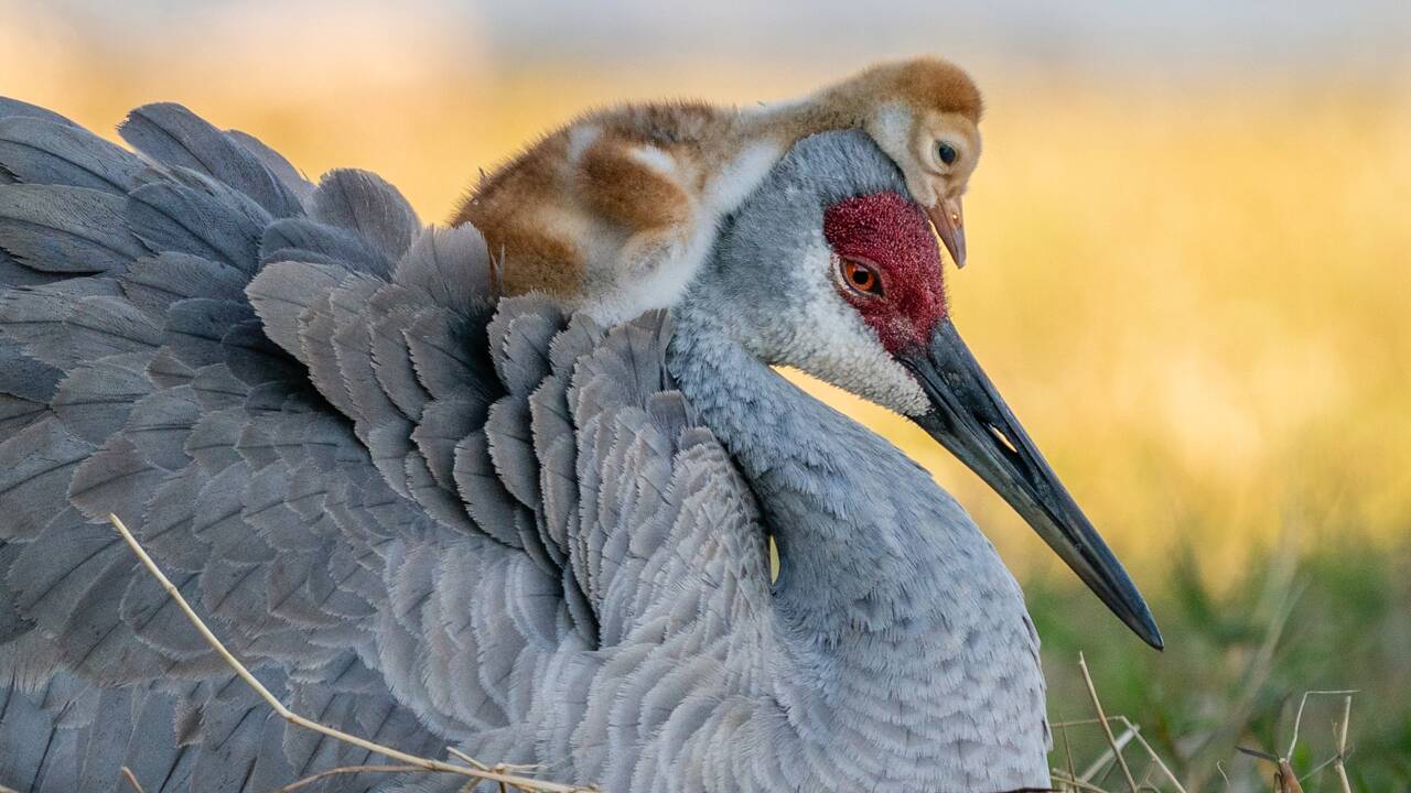 Les magnifiques photos d'oiseaux récompensées par les Audubon Photography Awards 2021