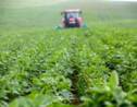Le soja français veut s'implanter durablement