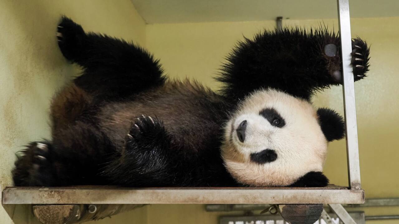 Zoo de Beauval: la femelle panda Huan Huan attend des jumeaux