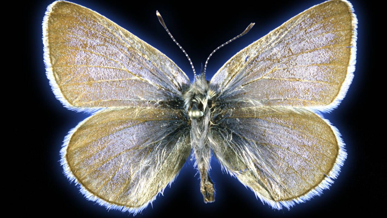 L'ADN confirme le premier cas d'extinction d'un papillon causé par l'humain aux Etats-Unis