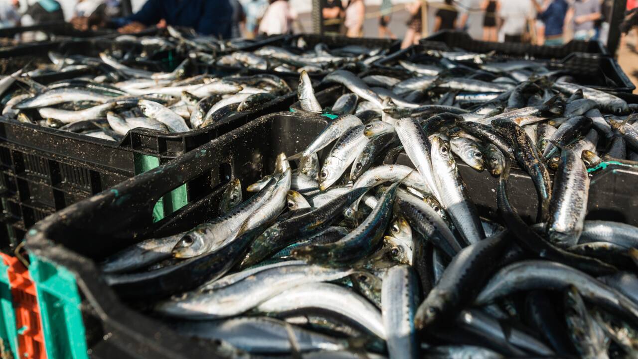 La "sardine run", une fascinante course de sardines au large de l'océan Indien