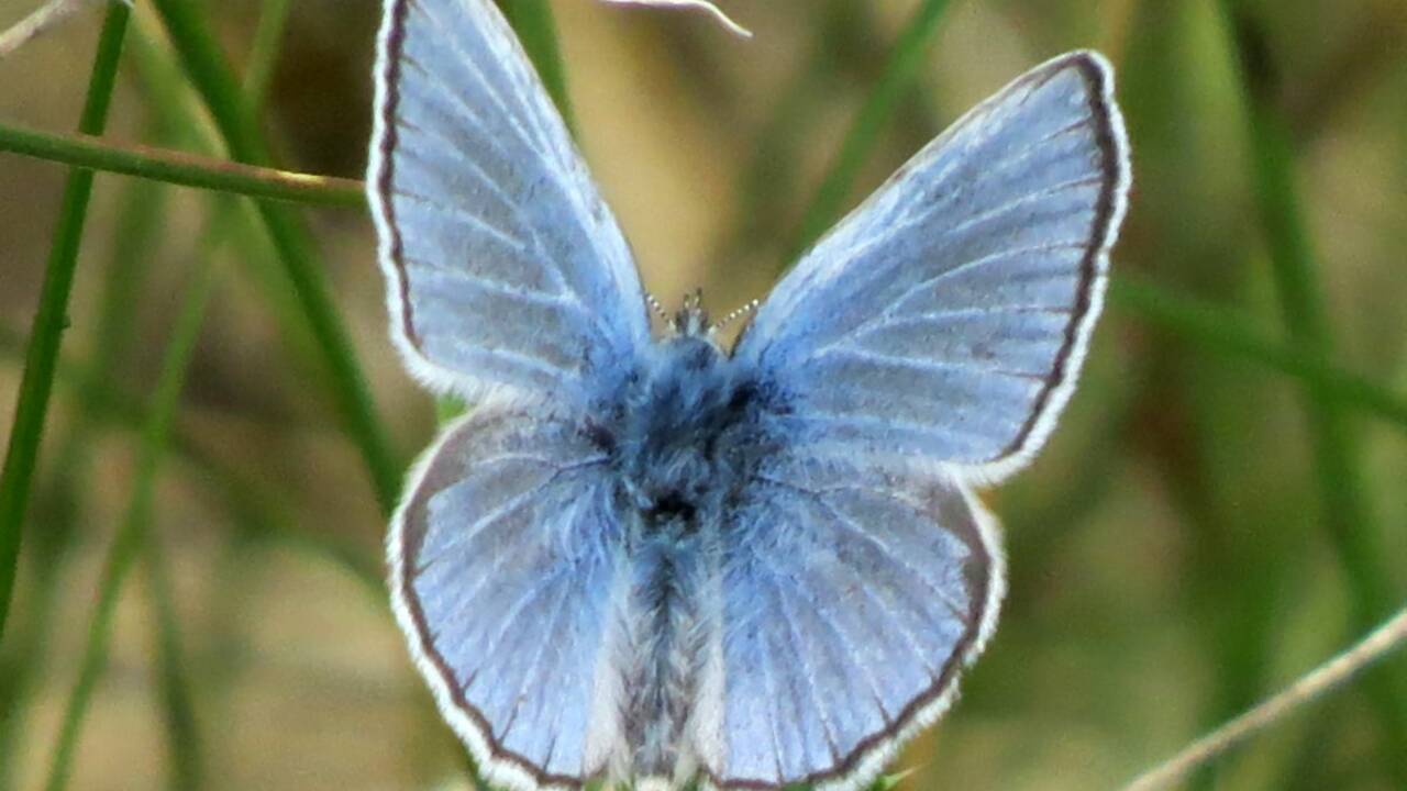 L'ADN confirme le premier cas d'extinction d'un papillon causé par l'humain aux Etats-Unis