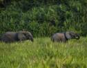 RDC : le parc national de la Salonga retiré de la liste du patrimoine mondial en péril