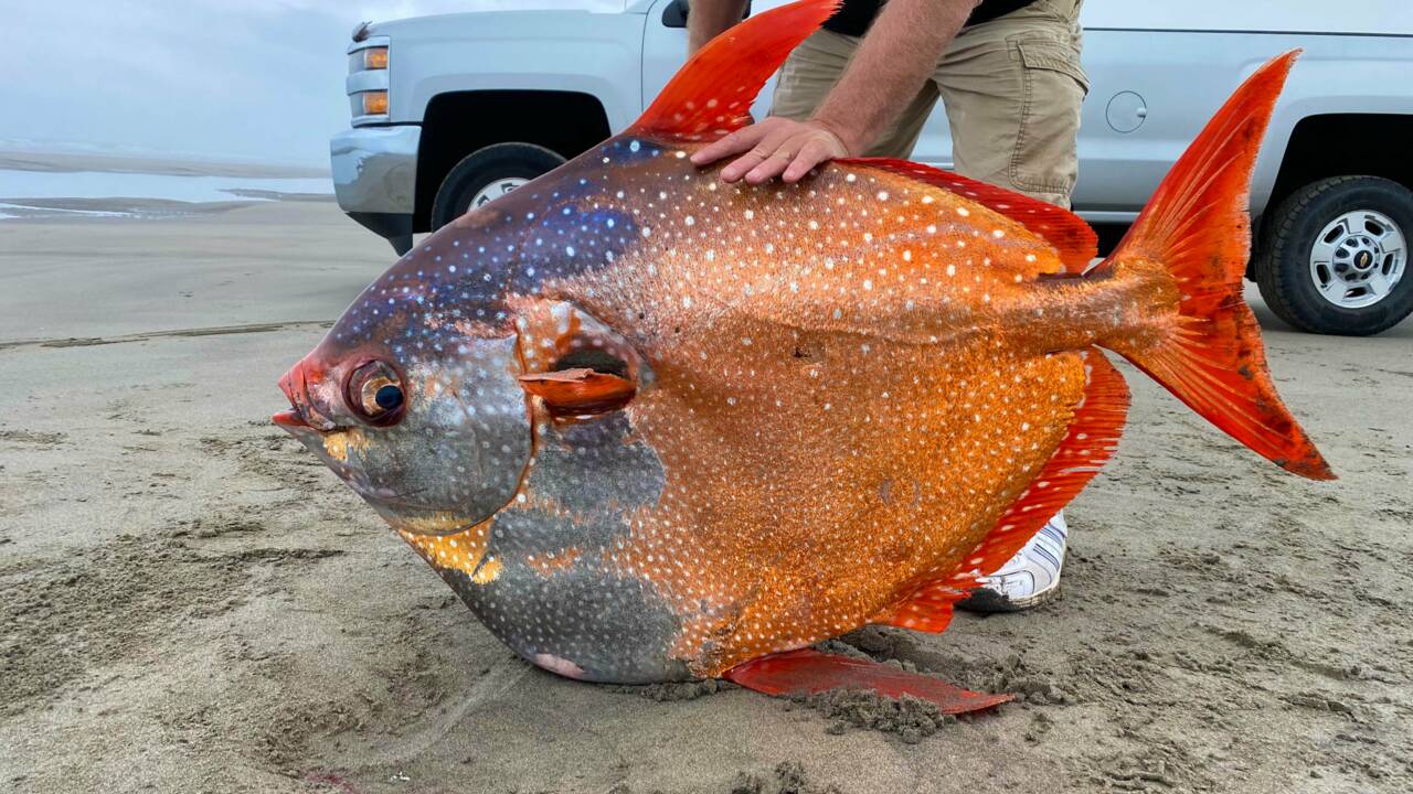 Un impressionnant poisson coloré s'échoue sur une plage de l'Oregon