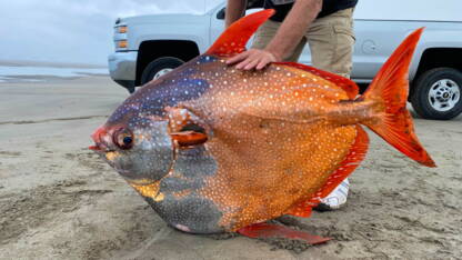 Un Poisson Lune Geant Echoue Au Sud De L Australie Geo Fr