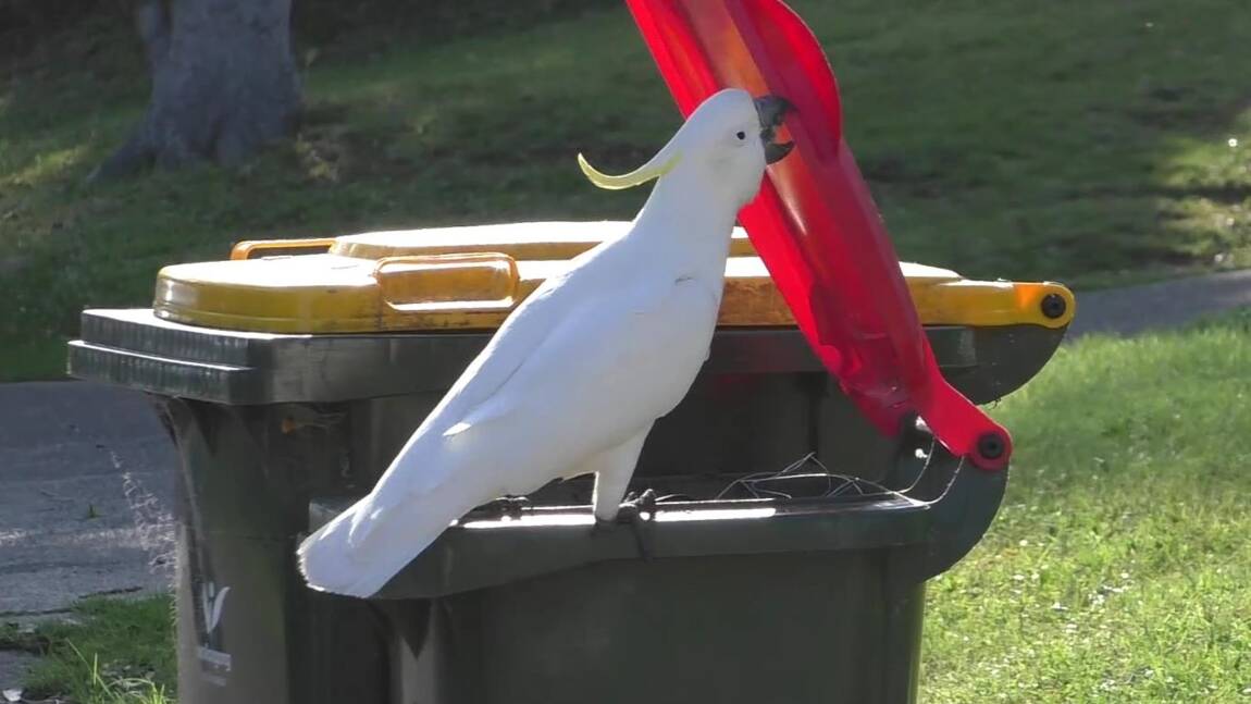 A Sydney, les cacatoès apprennent à ouvrir les poubelles en se copiant les uns les autres