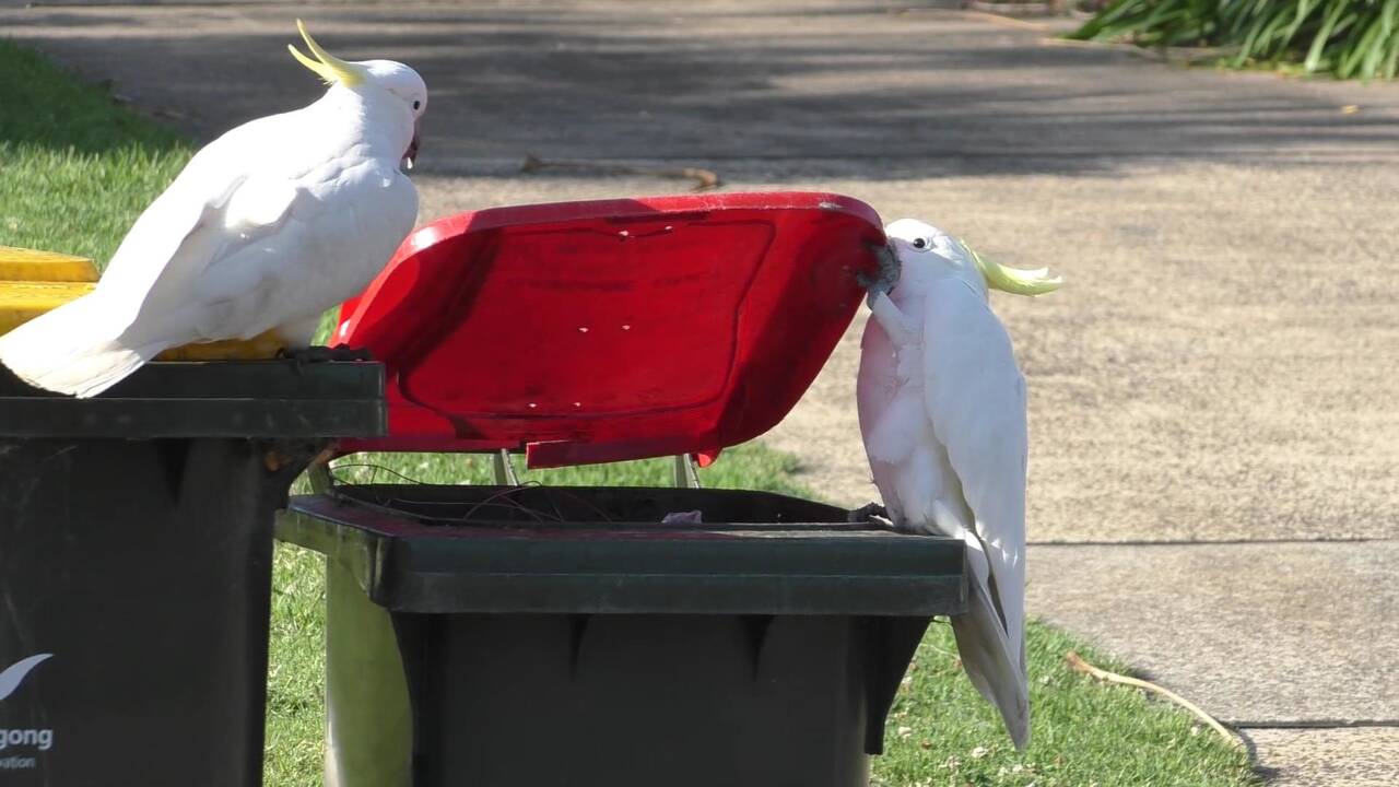 A Sydney, les cacatoès apprennent à ouvrir les poubelles en se copiant les uns les autres