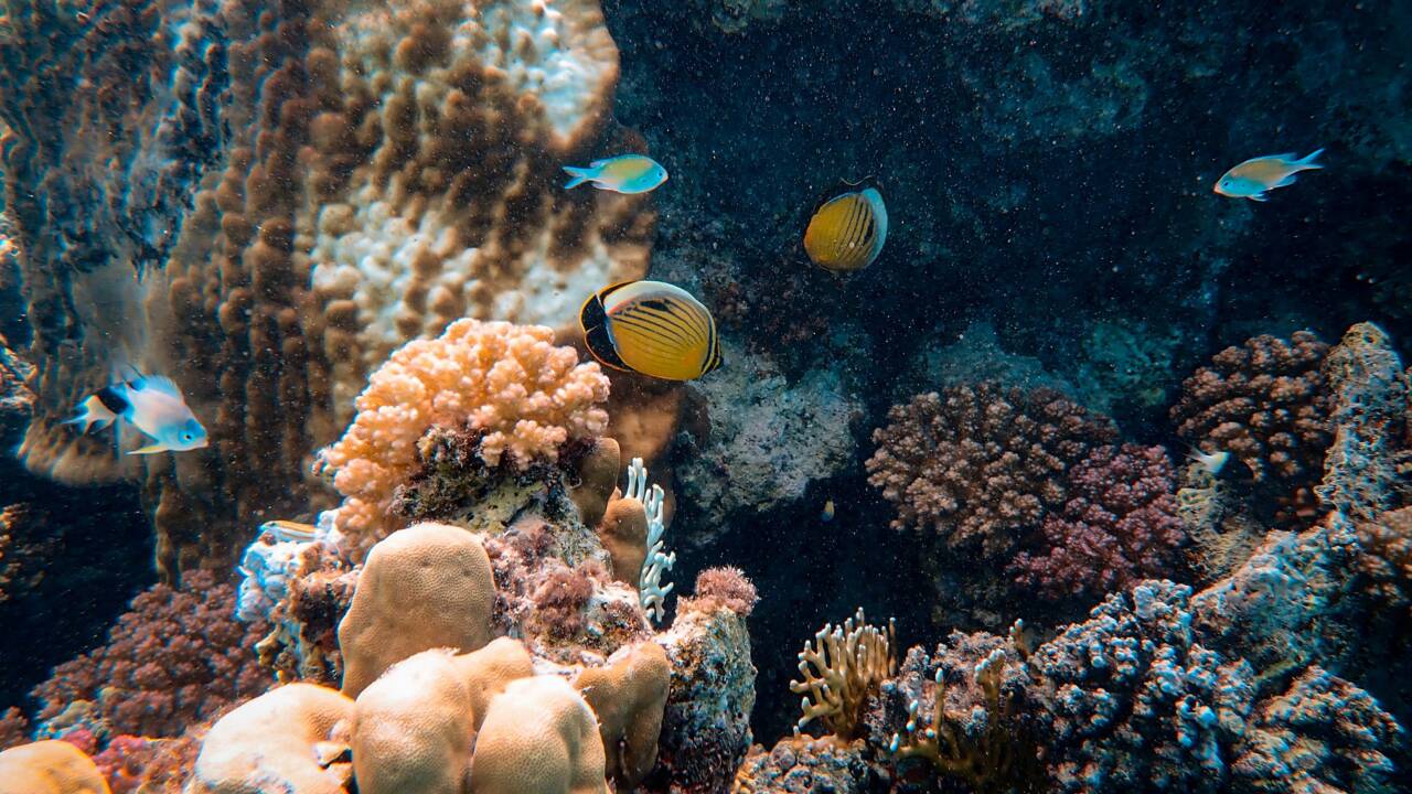 Australie : la Grande Barrière de corail évite l'inscription sur la liste des sites en péril de l'Unesco