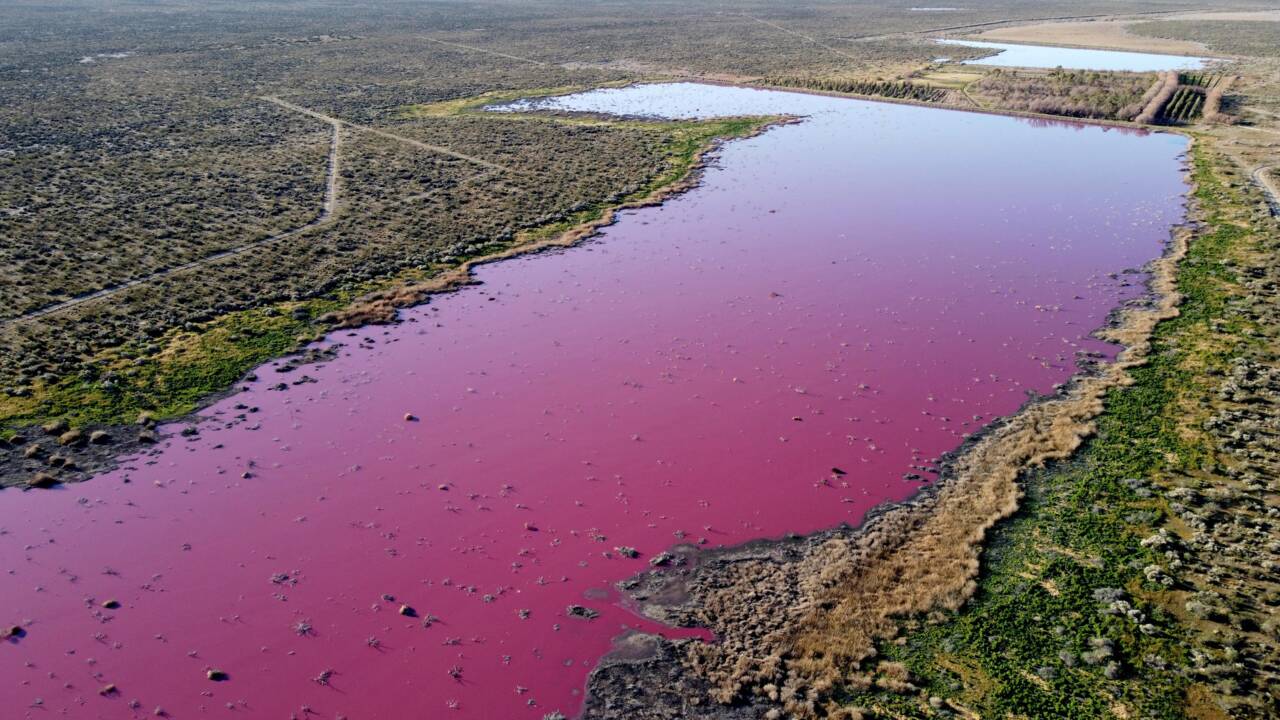 Une lagune vire au rose en Patagonie, polluée par des produits chimiques