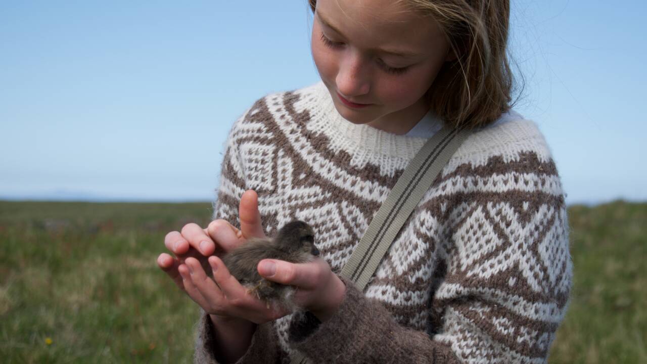 En Islande, sur les traces du trésor des plumes les plus chères du monde