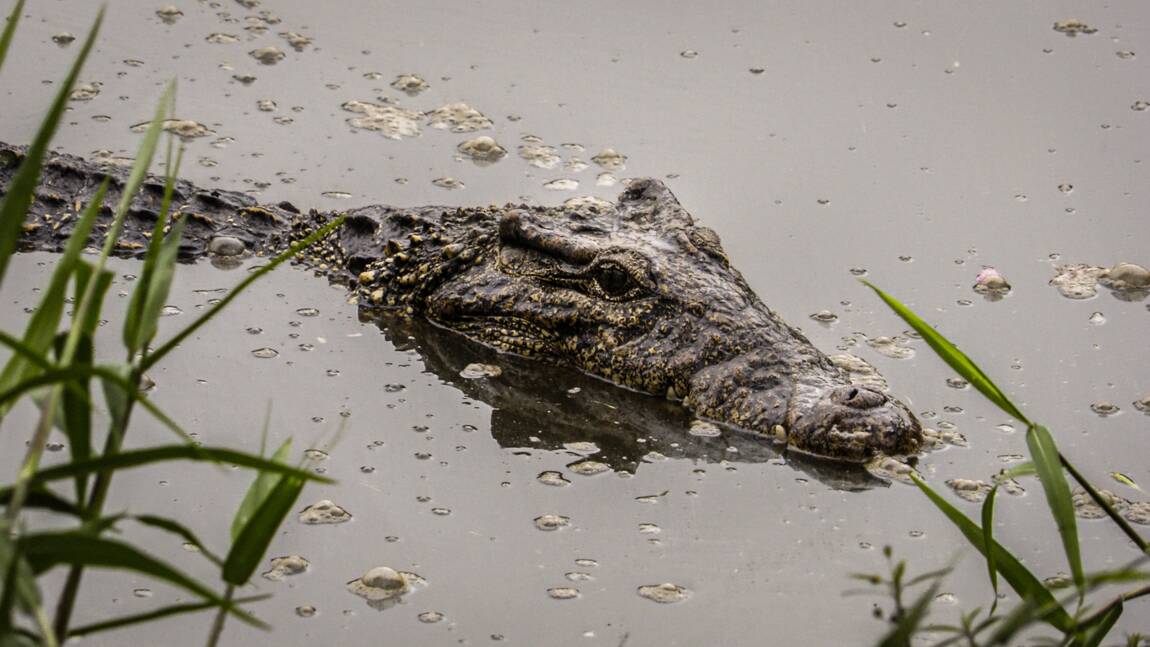 Le crocodile cubain menacé d'hybridation car "un peu trop courtisé" par son cousin américain