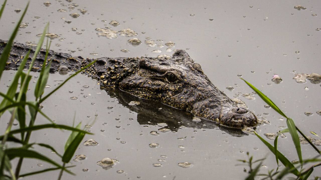 Le Crocodile Cubain Menace D Hybridation Car Un Peu Trop Courtise Par Son Cousin Americain Geo Fr Le Crocodile Cubain Menace D Hybridation Car Un Peu Trop Courtise Par Son Cousin Americain Geo Fr