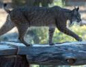 En Espagne, le lynx sauvé de l'extinction par un programme d'élevage en captivité