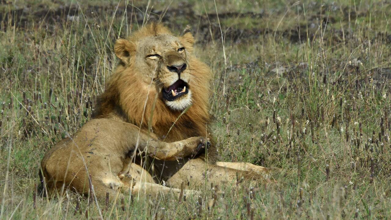 Kenya : un lion échappé du parc national de Nairobi sème la panique
