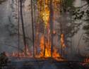 "Notre patrie brûle": en Sibérie, des bénévoles au front des feux de forêts
