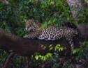 Brésil : au cœur du Pantanal, dernier sanctuaire des jaguars
