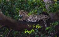 Brasil: en el corazón del Pantanal, último santuario de jaguares