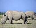 Douze embryons créés pour sauver le rhinocéros blanc du Nord