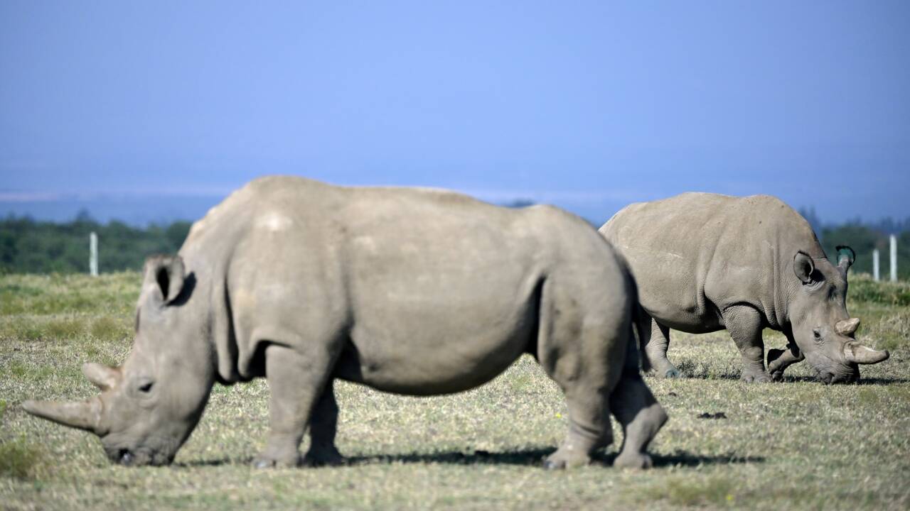 Douze embryons créés pour sauver le rhinocéros blanc du Nord
