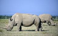 Douze embriony creés pour sauver le rhinocéros blanc du Nord