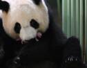 La femelle panda Huan Huan a donné naissance à des jumeaux 