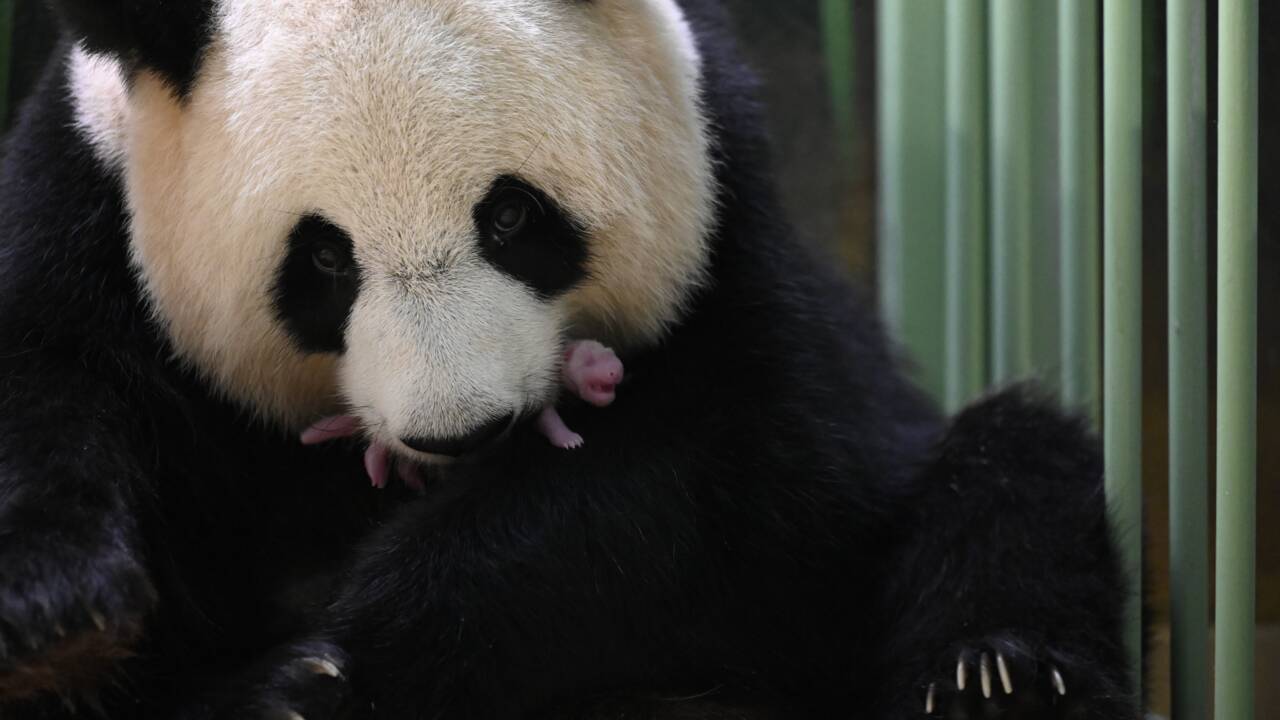 La femelle panda Huan Huan a donné naissance à des jumeaux 
