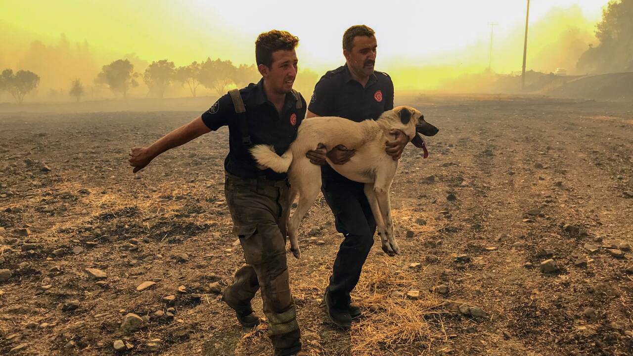 Incendies en Turquie : les paysans voient leurs animaux périr dans les flammes
