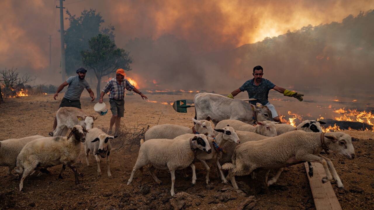 Incendies en Turquie : les paysans voient leurs animaux périr dans les flammes