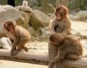 Au Japon, une femelle a pris la tête d'un groupe de macaques pour la première fois en 70 ans