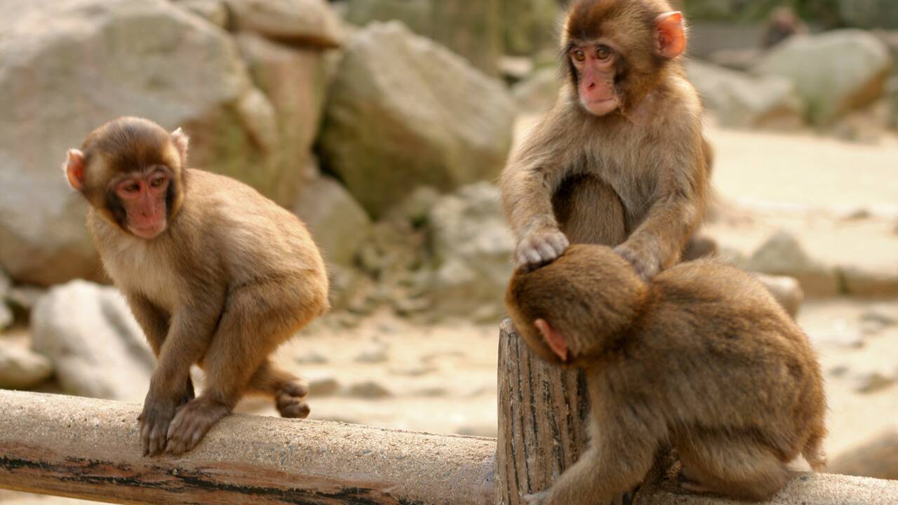 Au Japon, une femelle a pris la tête d'un groupe de macaques pour la première fois en 70 ans