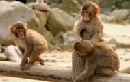 Au Japon, une femelle a pris la tête d’un groupe de macaques pour la première fois en 70 ans