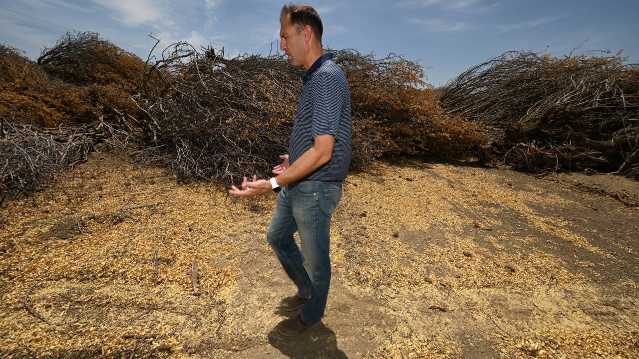 Ravagée par la sécheresse, la Californie arrache ses précieux amandiers
