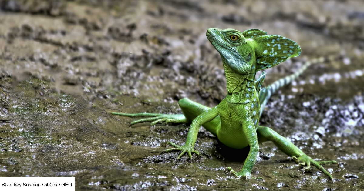 Le Lezard Jesus Christ Ce Reptile Qui A Appris A Courir Sur L Eau Geo Fr