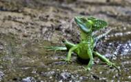 Jesus Christ Lizard, this reptile that learned to run on water