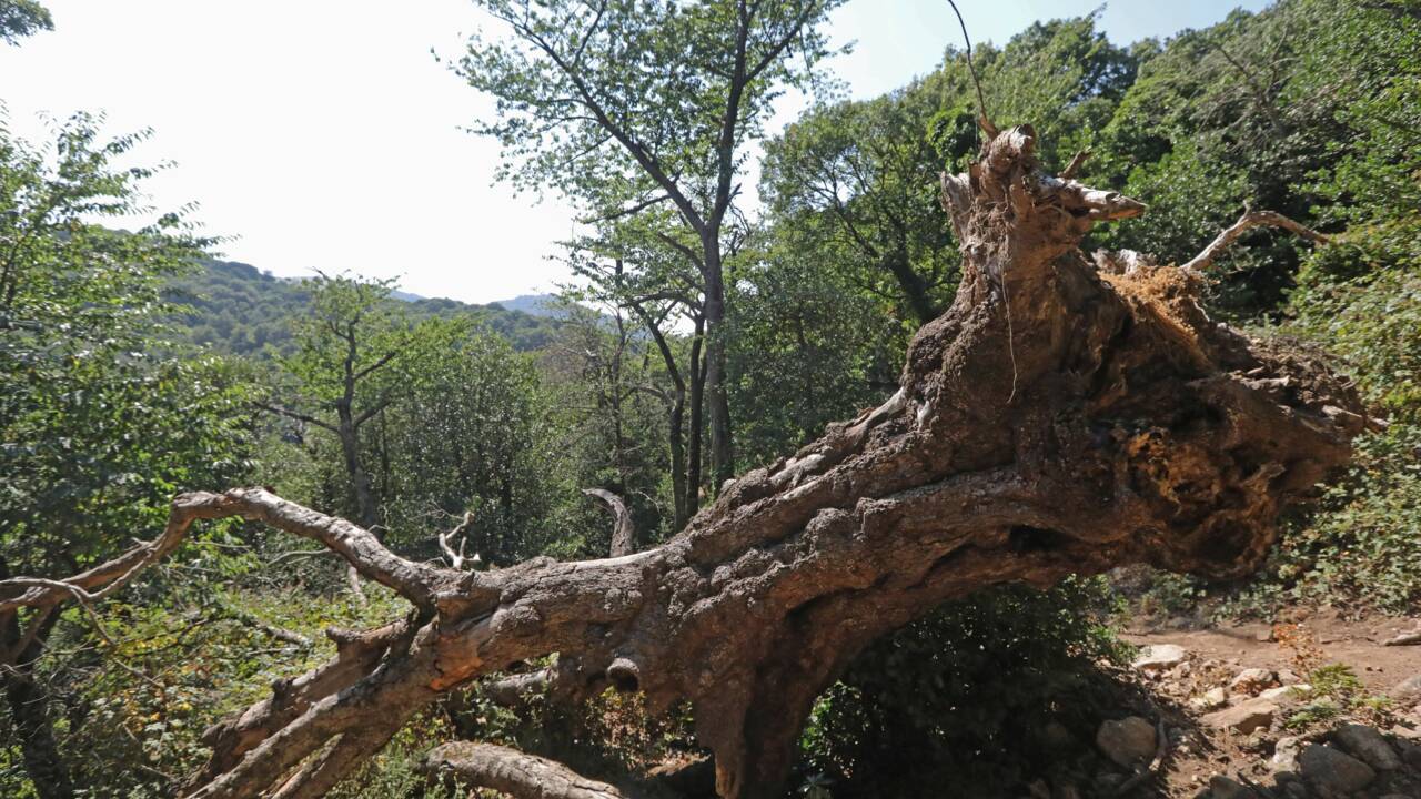 La hêtraie de la Massane, une forêt inexploitée par l'homme classée à l'Unesco