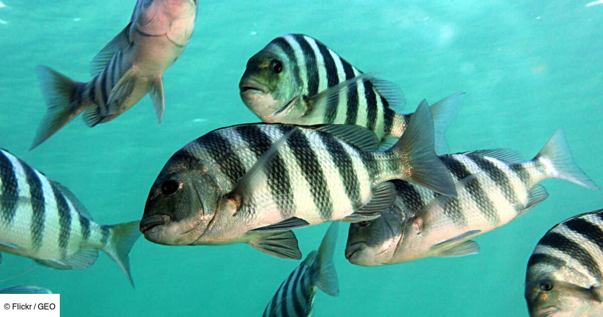 Un Etrange Poisson Aux Dents Humaines Capture En Caroline Du Nord Geo Fr Un Etrange Poisson Aux Dents Humaines Capture En Caroline Du Nord Geo Fr