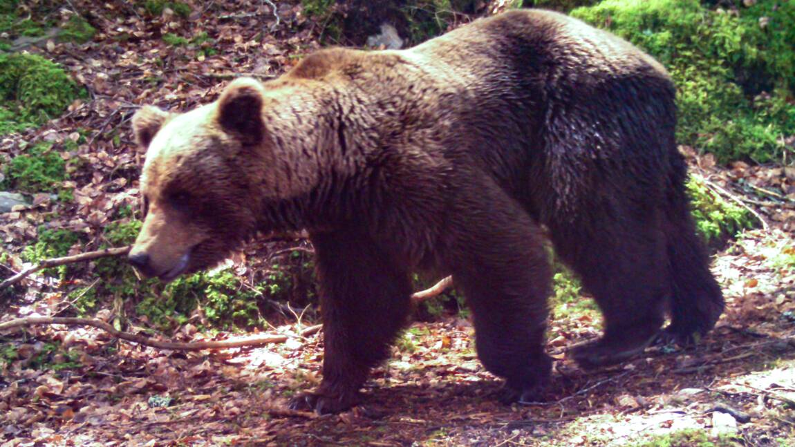 Ariège : des associations pro-ours dénoncent une "hystérie collective" après la charge d'un berger