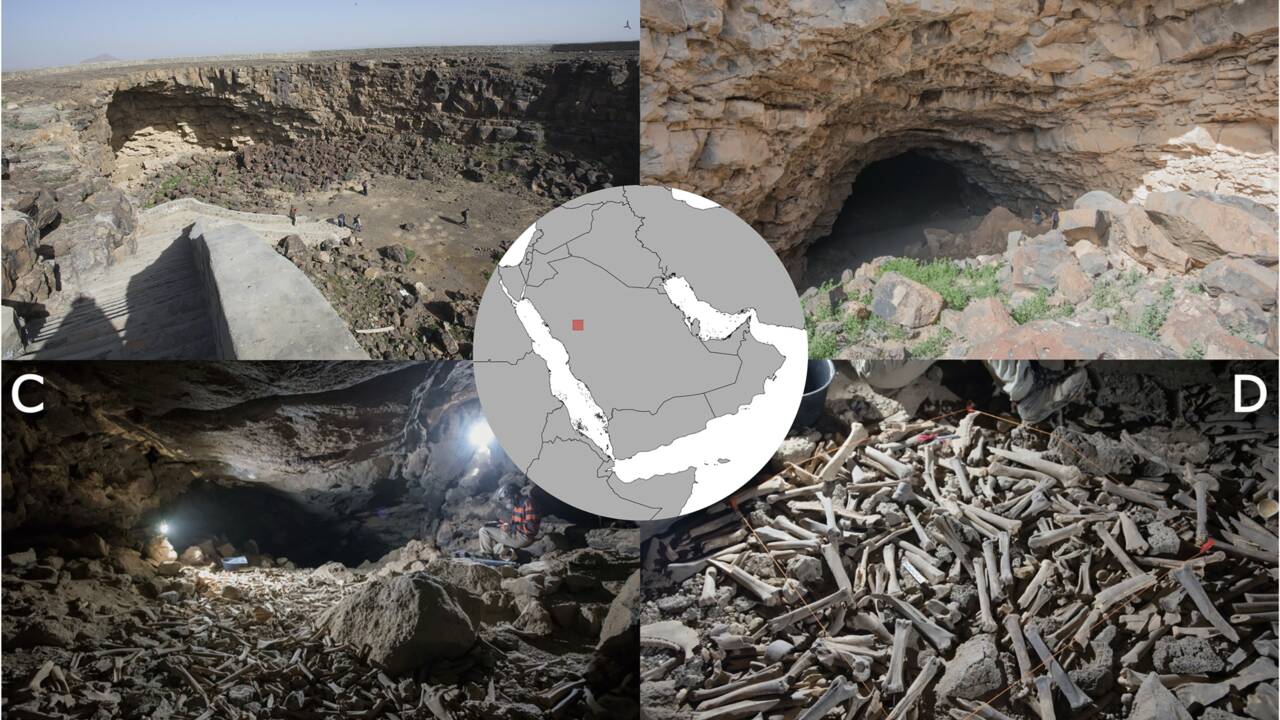 Des milliers d'ossements accumulés par des hyènes trouvés dans un tunnel de lave en Arabie saoudite 