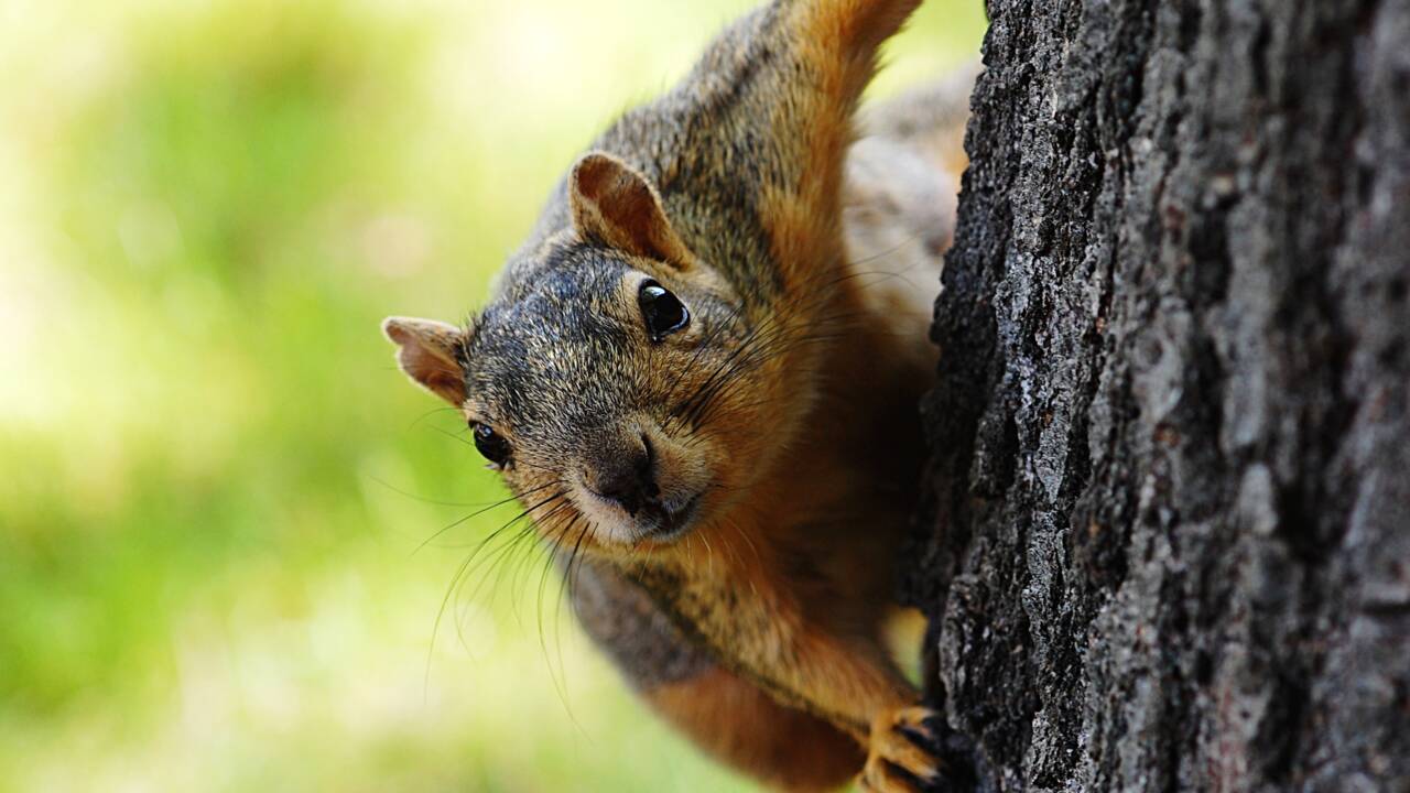 Comment les écureuils ont appris à naviguer dans la canopée sans tomber 