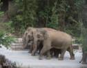 En Chine, les éléphants vadrouilleurs sont sur le chemin du retour vers leur réserve 