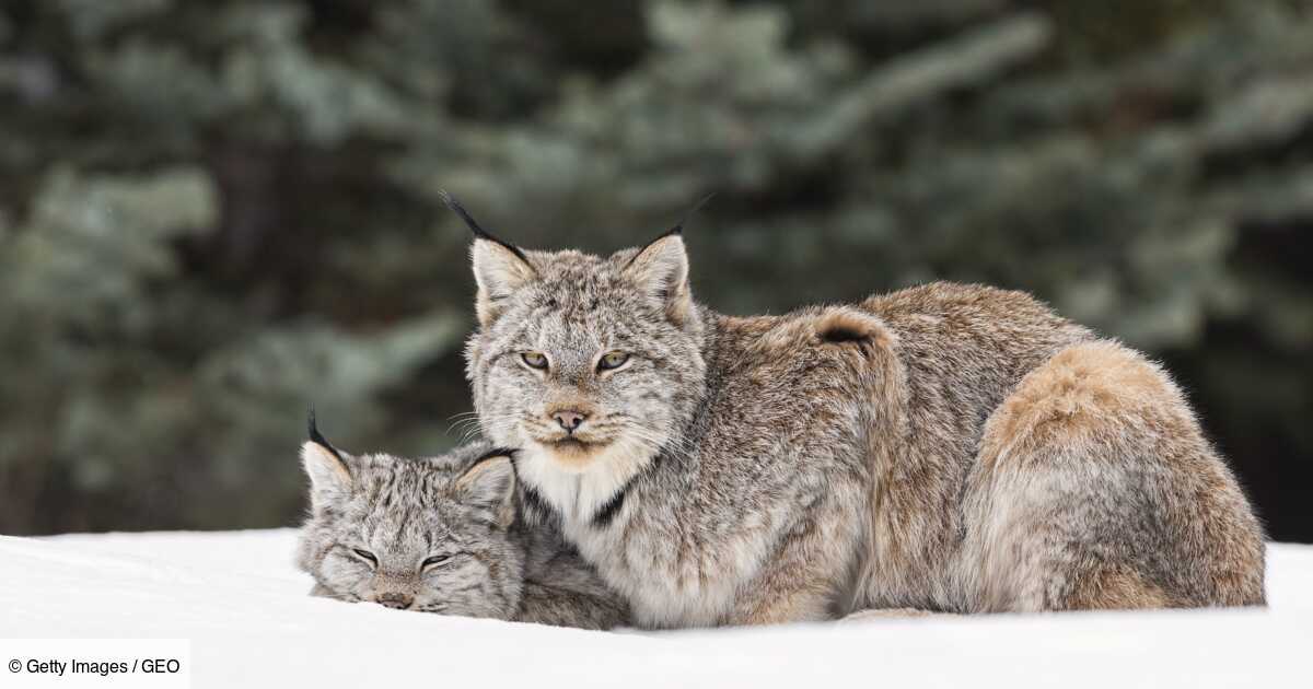 Naissance De Deux Lynx Boreal Dans Les Vosges Une Premiere Depuis Le 17e Siecle Geo Fr
