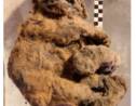 Sibérie : identification d'un lionceau des cavernes vieux de 28 000 ans parfaitement conservé