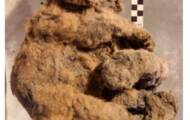 Siberia: identification of a fully preserved 28,000-year-old lion cub
