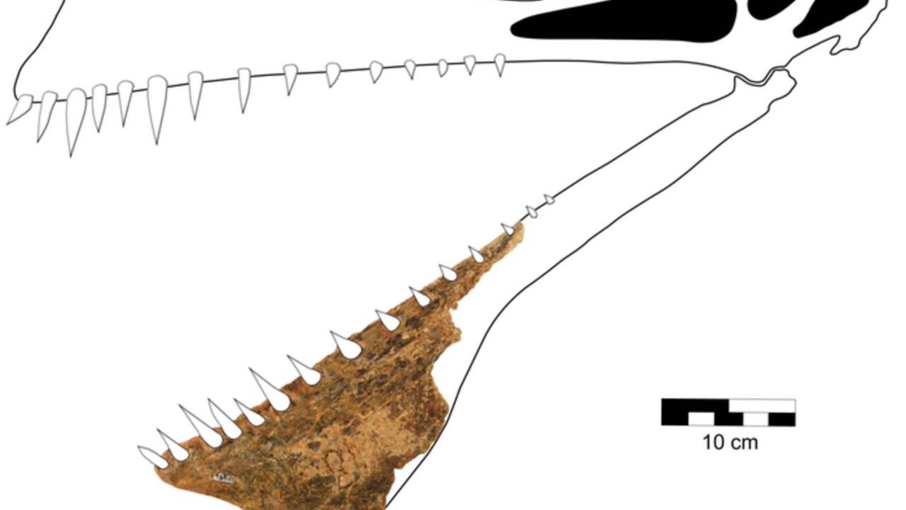Ce ptérosaure aux allures de dragon est le plus grand jamais découvert en Australie