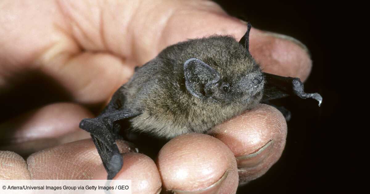 Une Chauve Souris Bat Un Record De Vol Jusqu En Russie Et Finit Tuee Par Un Chat Geo Fr